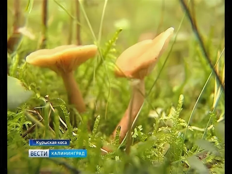 Грибы на куршской косе. Золотистый гриб куршская коса. Грибы на куршской косе. Собирать грибы на куршской косе. Запретные зоны на куршской косе.