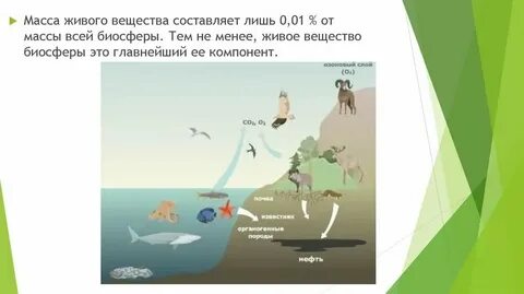 Всю массу живых организмов