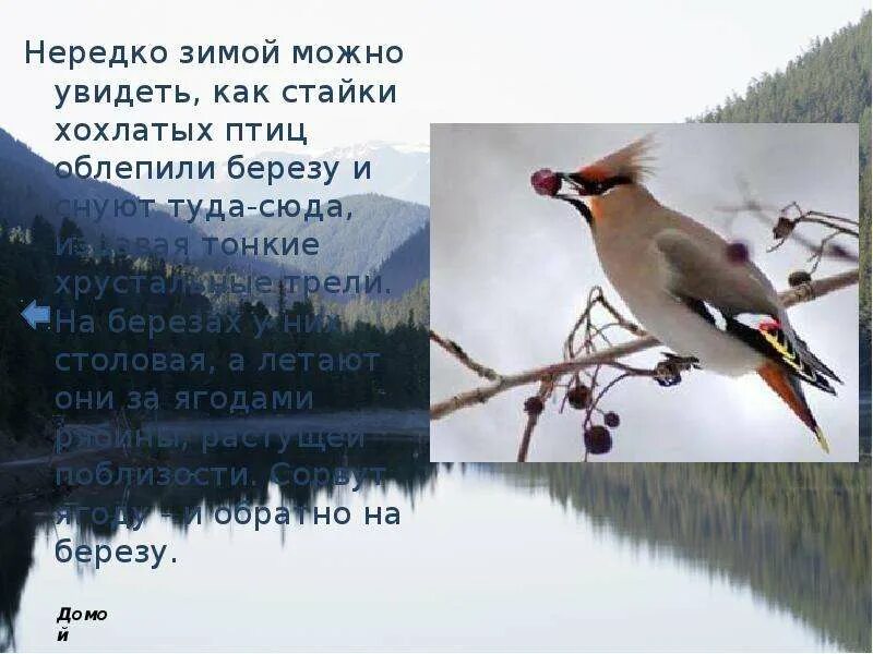 Кукушка сидела на березе вокруг нее сновали бианки. Зимой можно увидеть. Зимой можно увидеть. Животные зимой задания. Красный снег хламидомонада.