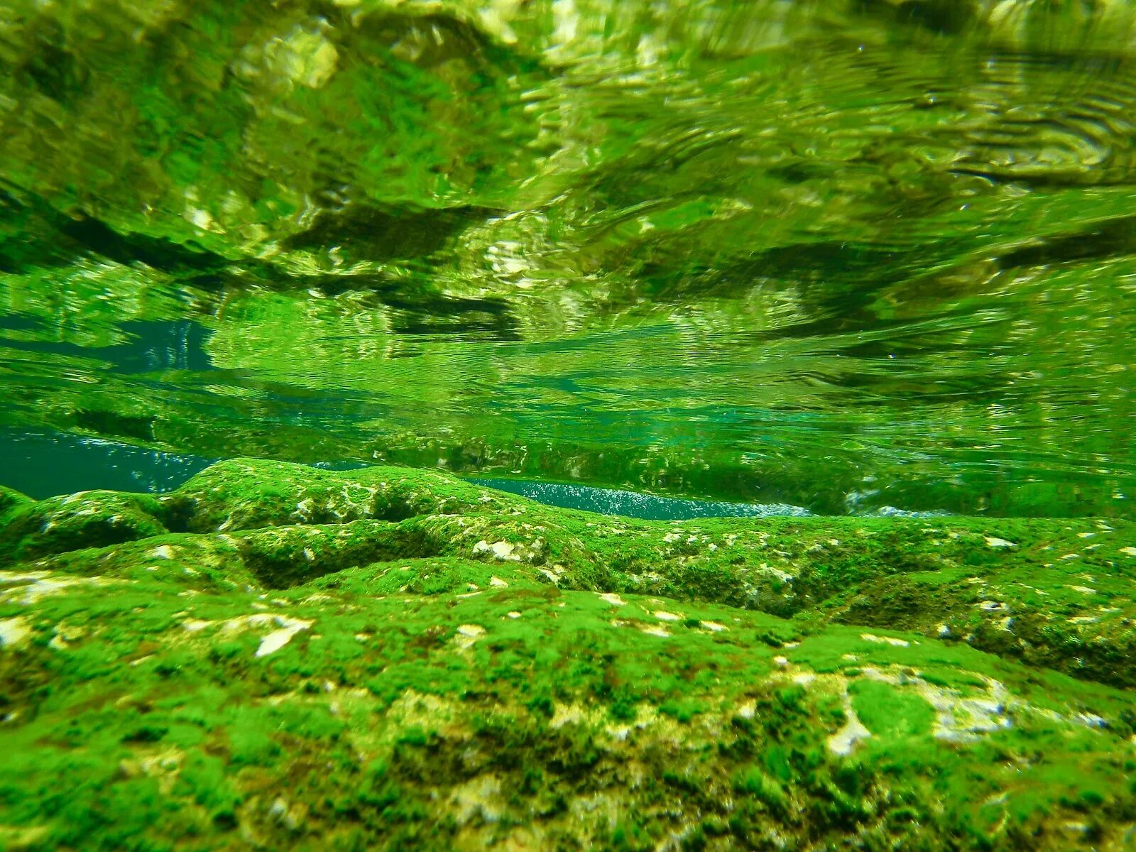 Воздух в водорослях