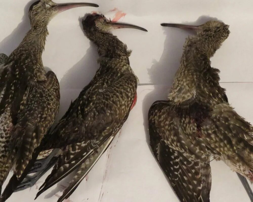 болотно полевая дичь. болотно-луговая дичь список. болотная дичь. болотно луговой кулик. болотная птица бекас.