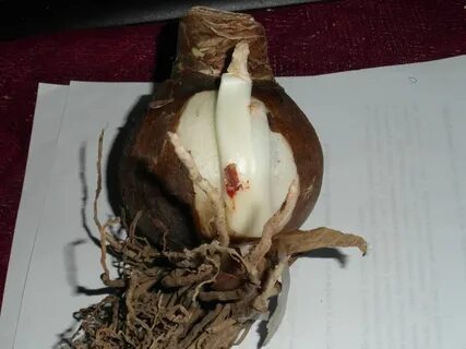 Луковицы почтой