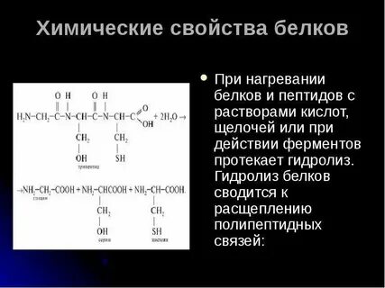 Белка свойства животного