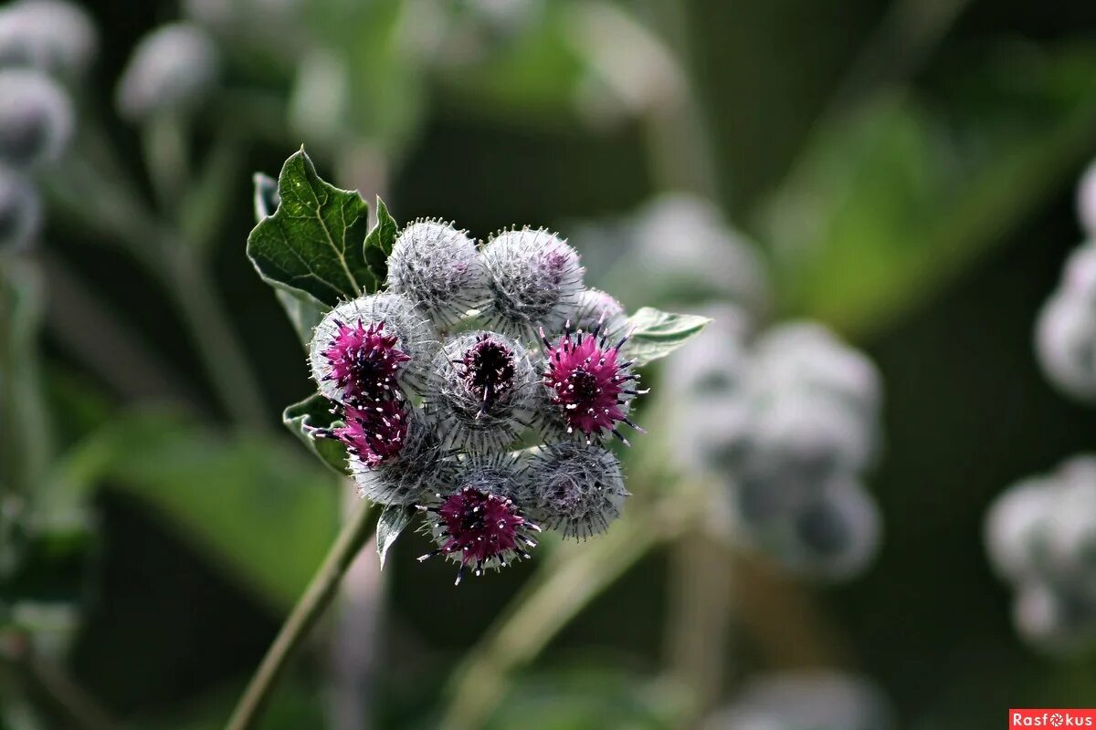 лопух репейник. лопух репейник зоохория. лопух репейник. репейник полевой. репейник и репей.
