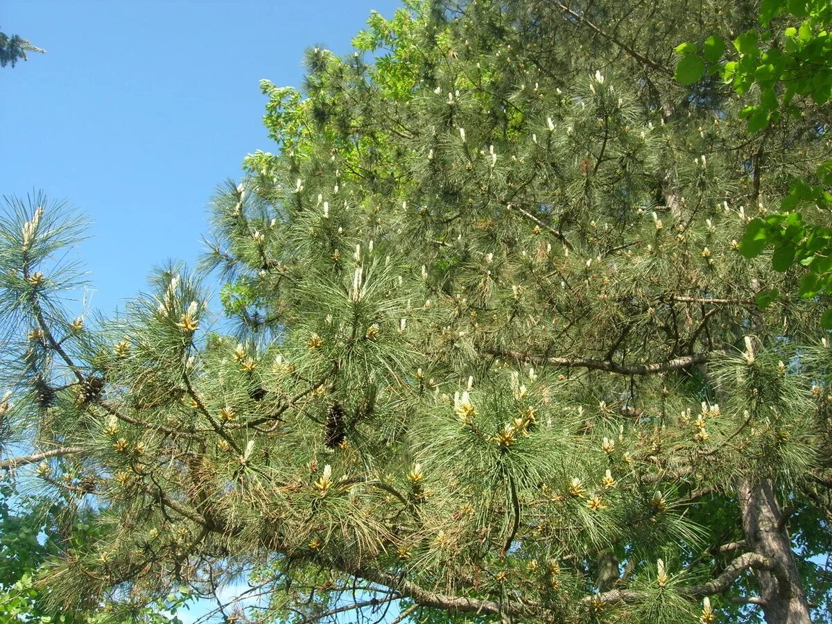 Хвойные турции. Пицундская пихта. Сосна Пицундская Pinus pityusa Steven. Пицундская лиственница. Сосна Пицундская - Pinus pityusa семена.