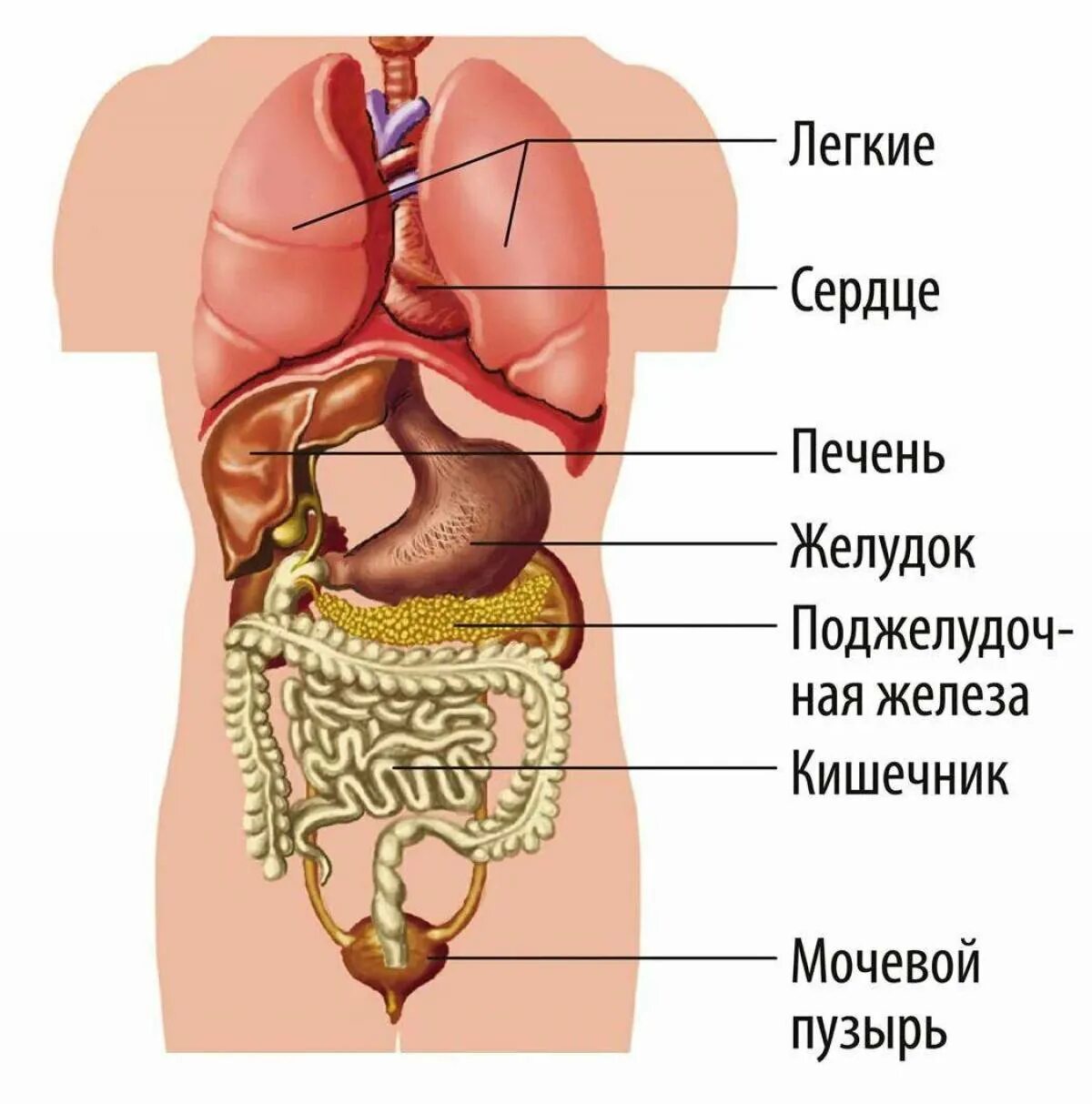 Внутреннее строение человеческого. Схема строения внутренних органов человека. Анатомия человека схема расположения внутренних органов.