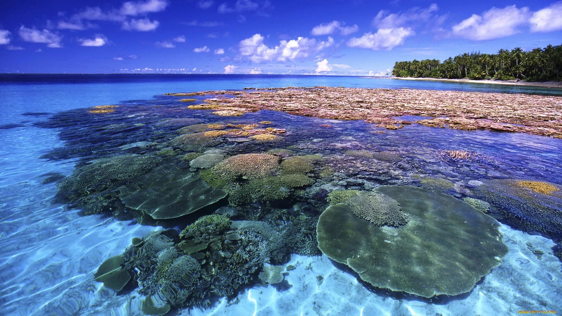 Атлантический океан самые большие острова. Острова большого барьерного рифа. Большой Барьерный риф Австралия. Барьерный риф в тихом океане. Коралловые рифы Атоллы.