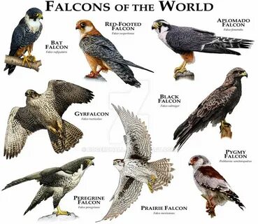 Falcon перевод
