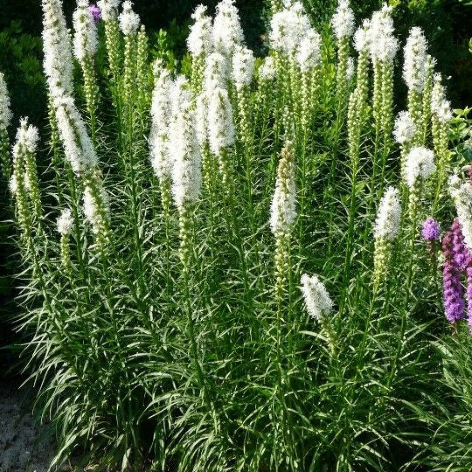 Названия белых многолетних цветов. Лиатрис спиката. Лиатрис Liatris spicata 'Alba'.