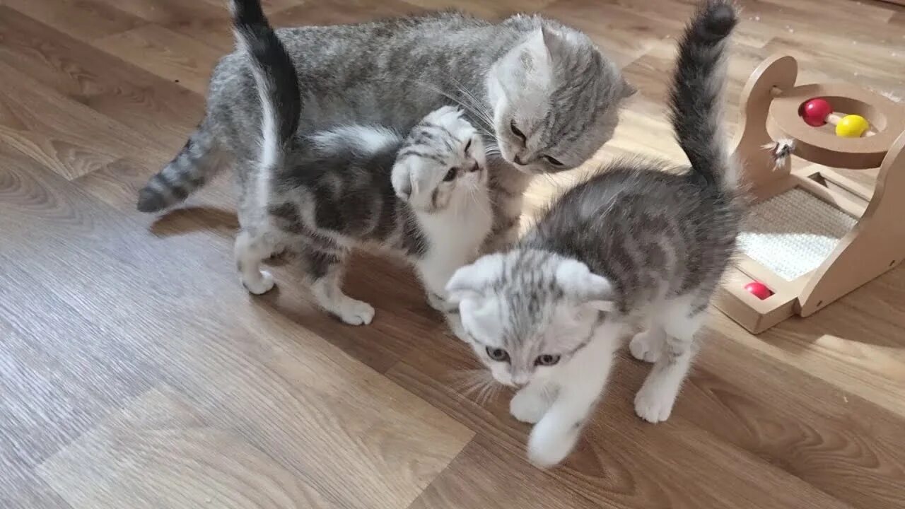 Уставшая мама кошка. Забавные животные фото с надписями. Котенок сказал мама. Кошки хорошие мамы. Радость материнства кошка.