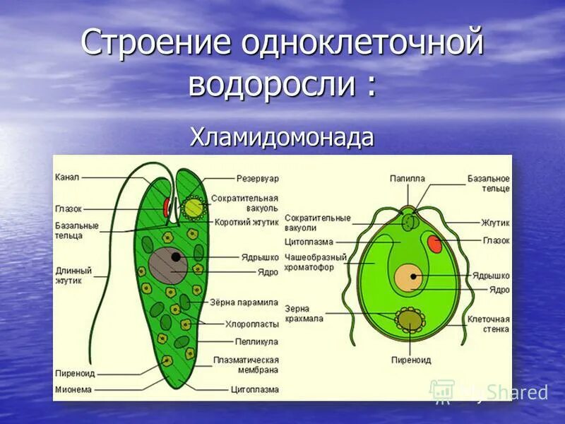 Общее строение водорослей