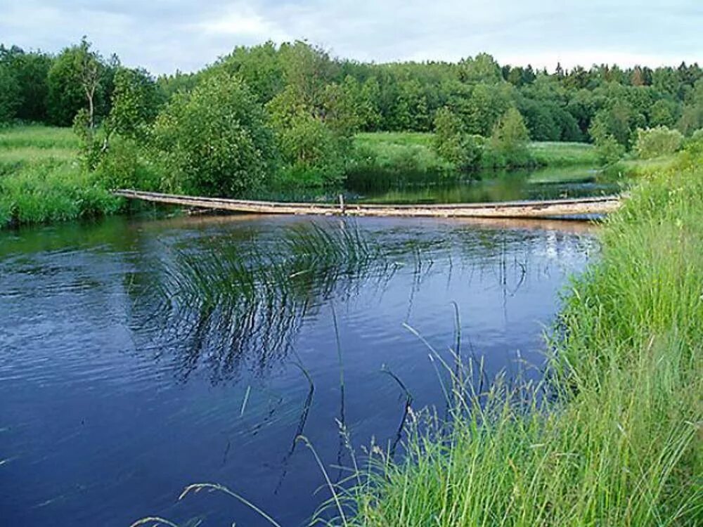 Речка покша. Река Покша Кострома. Река Покша Костромская область. Река Покша. Река Покша Костромская область поселок.