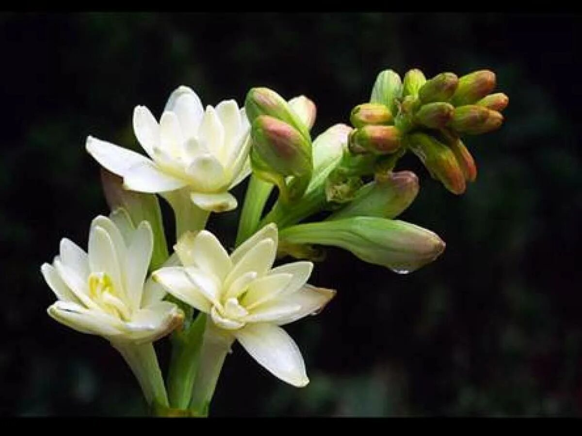 Полиантес Тубероза. Тубероза (Polianthes tuberosa). Мариам цветок Тубероза. Тубероза (полиантес клубненосный).