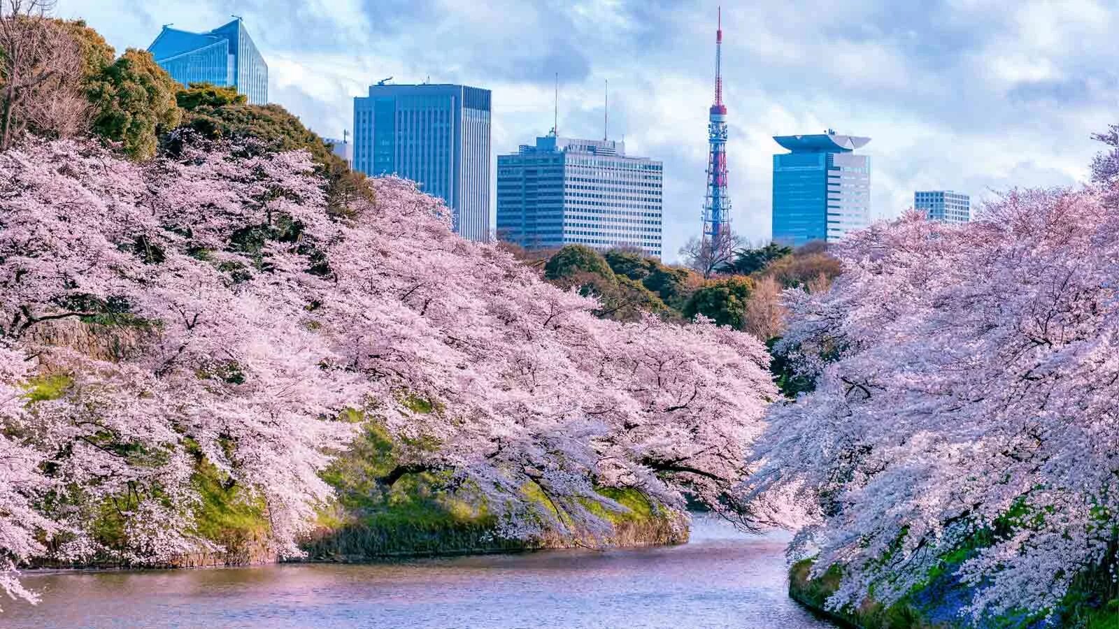 Япония небоскребы Токио Сакура зацвела. Токио 2023 Сакура цветет. Киото цветение Сакуры. Цветение Сакуры в Токио.