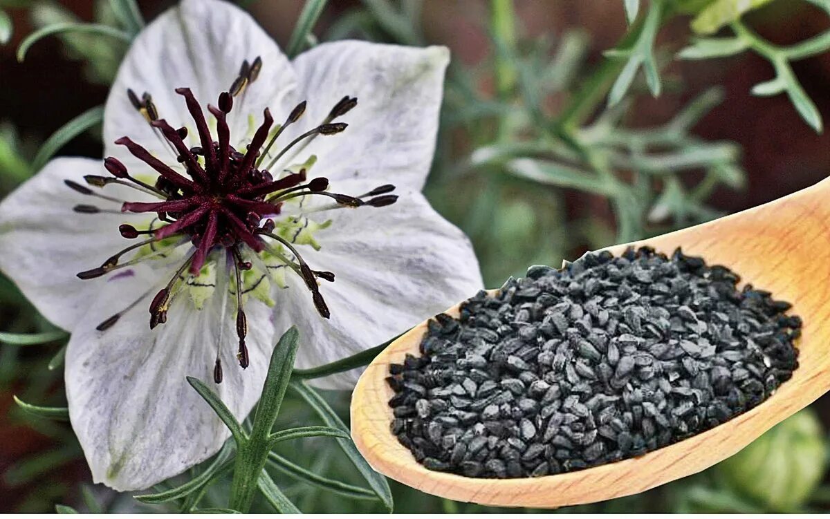 Нигелла черный тмин семена. Nigella Sativa (Чернушка посевная). Калинджи черный тмин. Калинджи специя.