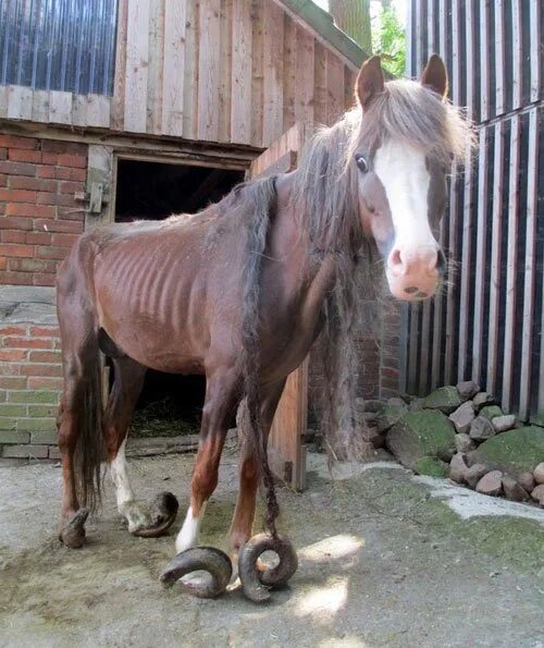 Locked In A Shed For A Decade, Pony’s Hooves Were So Long She Could Barely Walk