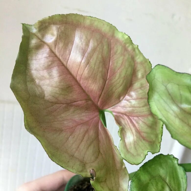 Сингониум манго. Сингониум манго. Сингониум mango allusion. Сингониум berry allusion. Сингониум манго лайм.