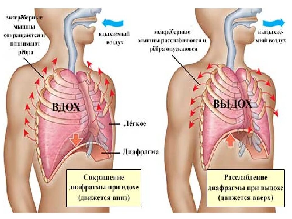 При вдохе давление в легких падает. Диафрагма и легкие. Болит диафрагма при вдохе.