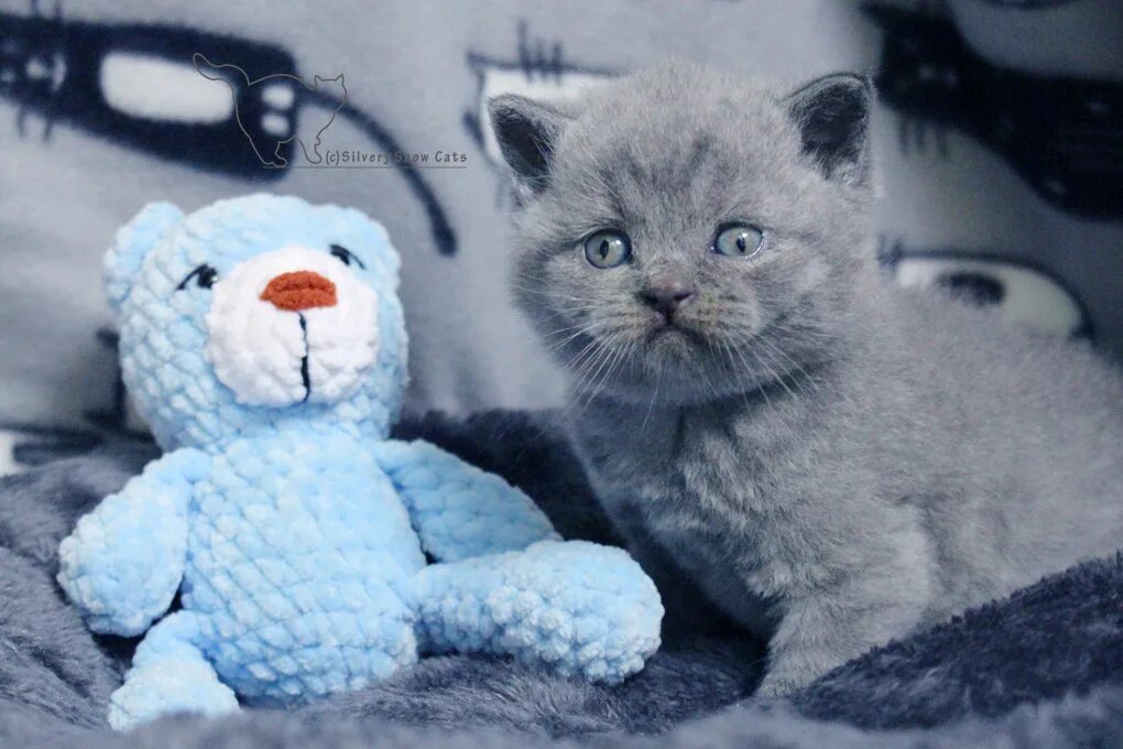 питомник silvery snow