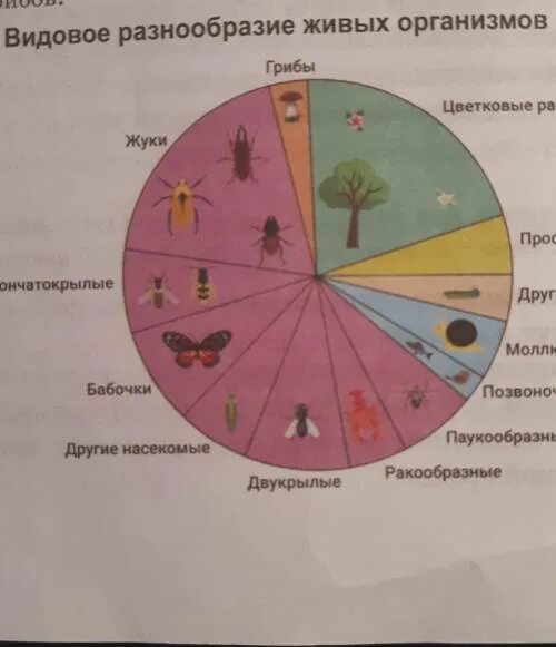 Видовое разнообразие живых организмов. Многообразие живых организмов диаграмма.