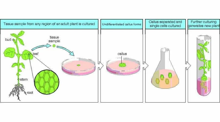 Тотипотентность растительных клеток. Схема микроклонального размножения растений. Культура клеток растений. Культура клеток высших растений.