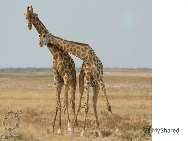 Самец жирафа. Бой Жирафов шеями. Животное с длинной шеей но не Жираф. Жираф на веревке.