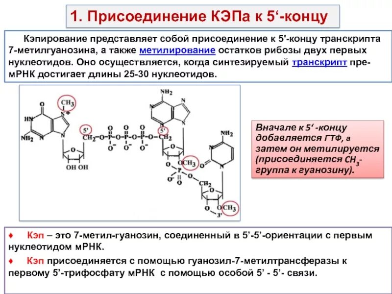 Модификация 3 и 5'концов Кэпирование Полиаденилирование. Кэпирование РНК схема. Метилирование рибозы. Метилирование нуклеотидов. Синтезируется цепь содержащая рибозу