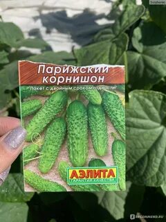 Сорта огурцов корнишонов для теплиц