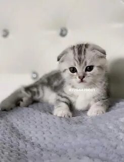 Котята костанай
