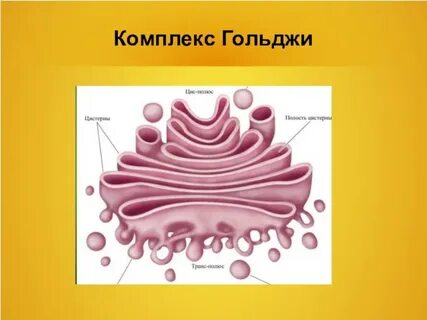 4 комплекс гольджи