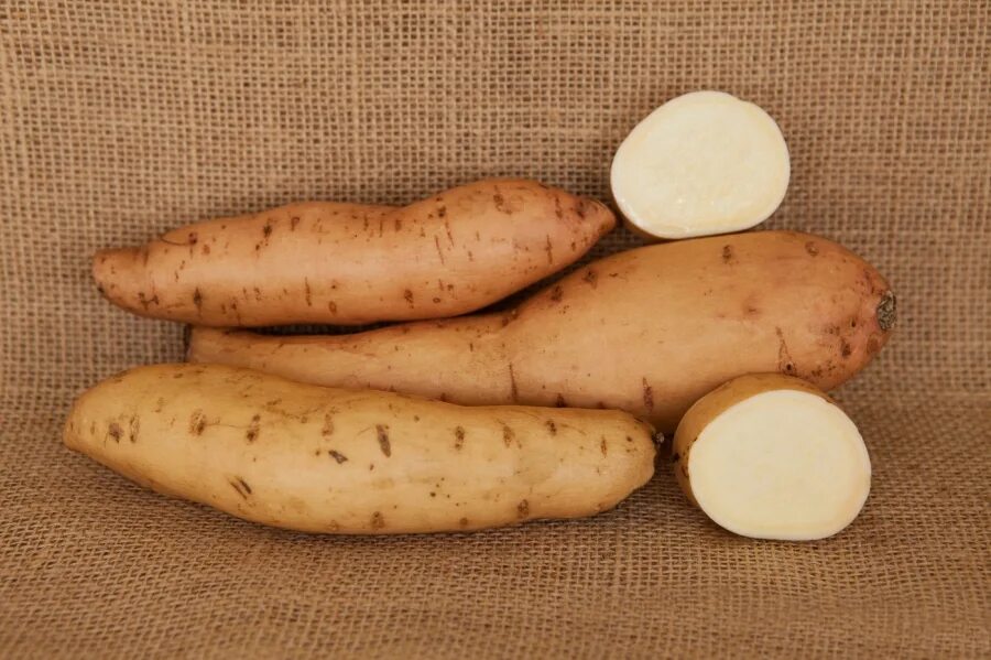 урожай батата. клубни. корнеплод типа батата 7 букв сканворд. корнеплод типа батата 7 букв сканворд. батат в средней полосе россии.