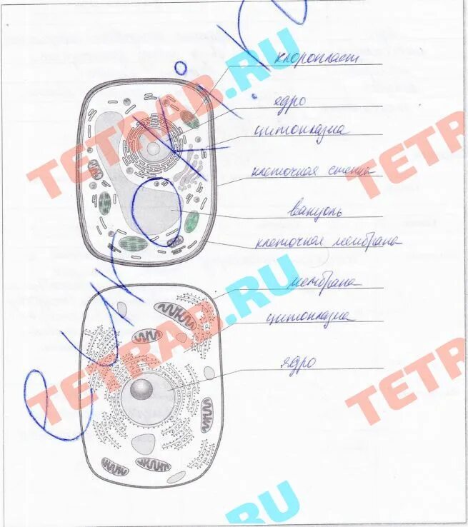 Биология 5 класс рабочая тетрадь стр 76. Строение клетки 5 класс биология. Строение клетки ткани рабочая тетрадь. Клетка биология 5 класс. Строение клетки ткани 5 класс биология.