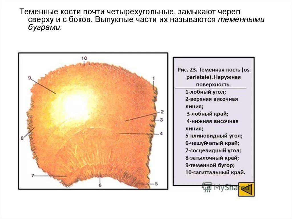 Височная теменная кость. Височная линия теменной кости. Теменная кость топография. Теменная кость наружная поверхность. Теменная кость анатомия наружная поверхность.