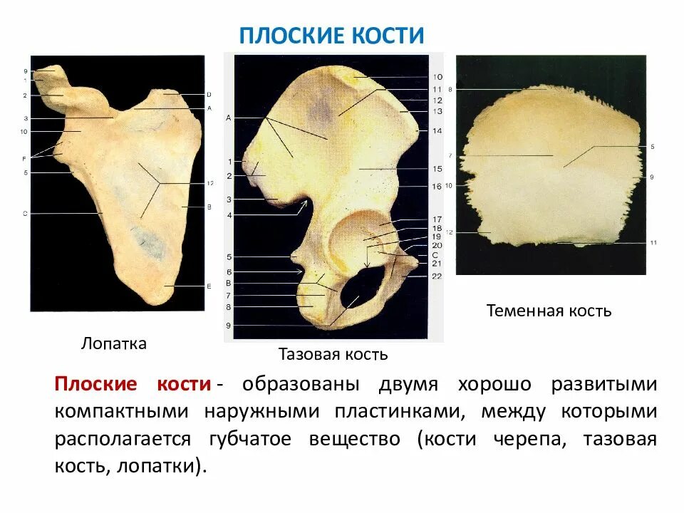 Плоские кости. Плоский. Плоские кости скелета. Строение плоской кости.