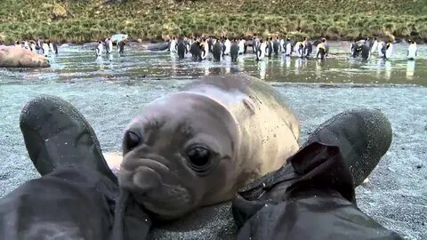 Морской котик видео