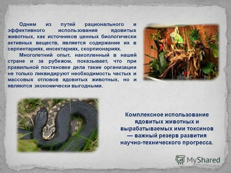 Сетчатый древолаз. Ядовитым животным является. Квакша древолаз. Сообщение о ядовитых животных. Ядовитые животные россии.