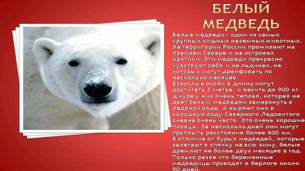 Почему белого медведя занесли в красную. Белый медведь из красной книги. Белый медведь из красной книги России. Белый медведь кв красной книге. Медведь красная книга.
