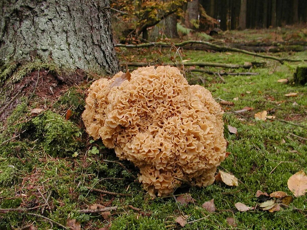 как выглядит гриб баран. как выглядит гриб баран. грифола лиственно лесная. грифола кучерявая. гриб мейтаке грифола курчавая.