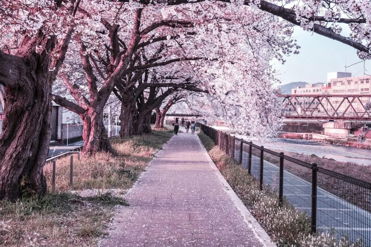 Yellow spring road япония. Токио Сакура. Киото цветение Сакуры. Япония улицы Киото Сакура. Парк в Токио с сакурой.