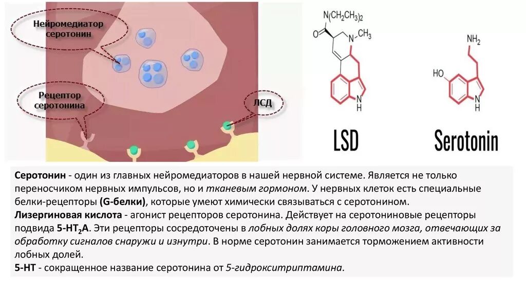 Серотонин нейромедиатор функции. Серотонин гормон и нейромедиатор. Нейромедиаторы наркотики. Серотонин медиатор. Серотонин клетки
