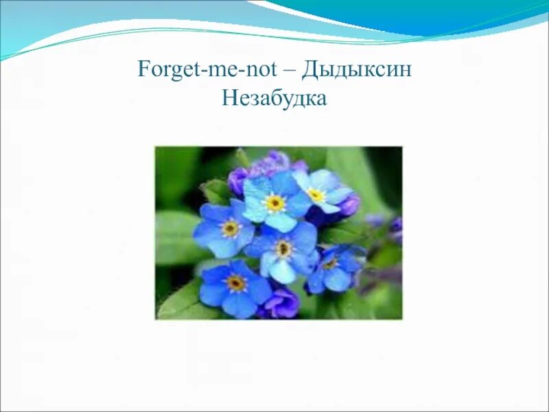 Работа незабудка. Незабудка строение. Почему Незабудка forget me not. Незабудка Мем. Forget me not значение верность.