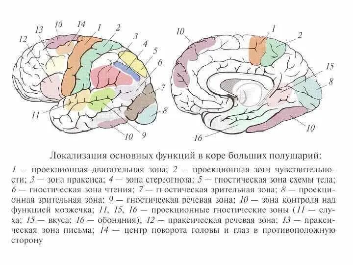 Корковые ядра анализаторов головного мозга. Схема корковых центров анализаторов коры. Локализация основных функций в коре головного мозга. Локализация ядер анализаторов в коре головного мозга.