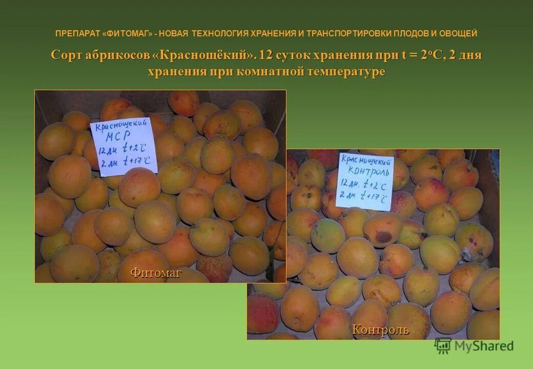 технология хранения плодов. фруктохранилище для яблок. холодильная камера для овощей 30мкв.