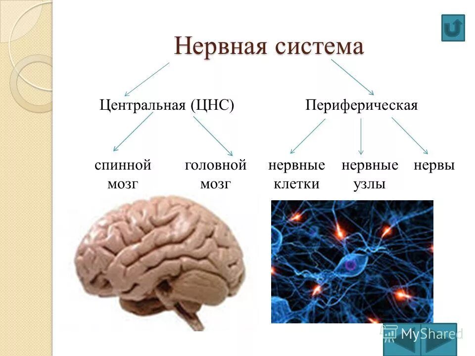 Как называются клетки головного мозга