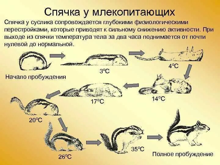 Почему происходит спячка. Летняя и зимняя спячка у животных примеры. Зимняя спячка млекопитающих.