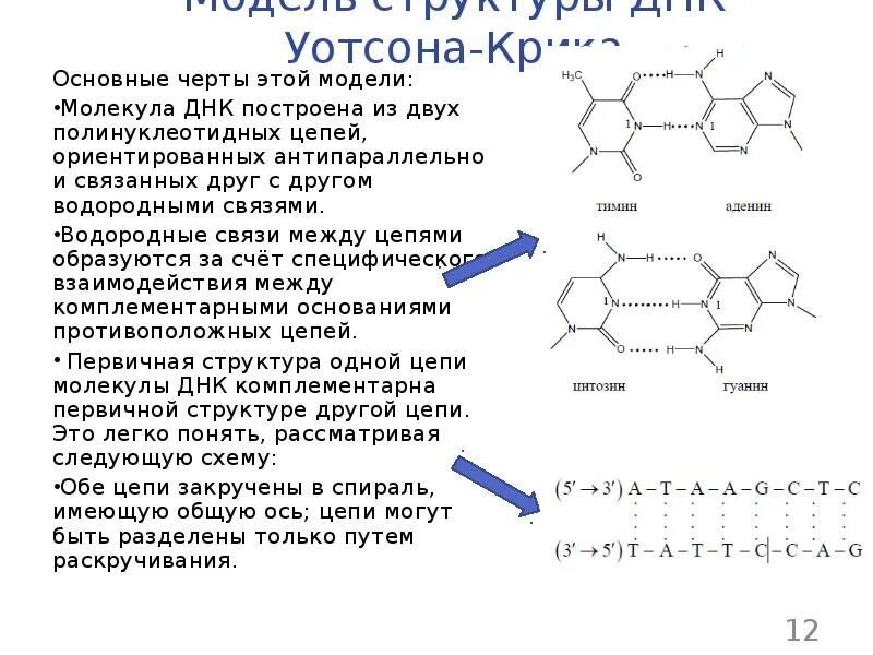 12 цепей днк. Водородная связь в нуклеиновых кислотах. Водородные связи между двумя цепями ДНК. Модель структуры ДНК. Связи между полинуклеотидными цепями в молекуле ДНК.