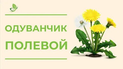 Цветы одуванчика польза