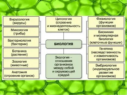 Морфология анатомия физиология систематика