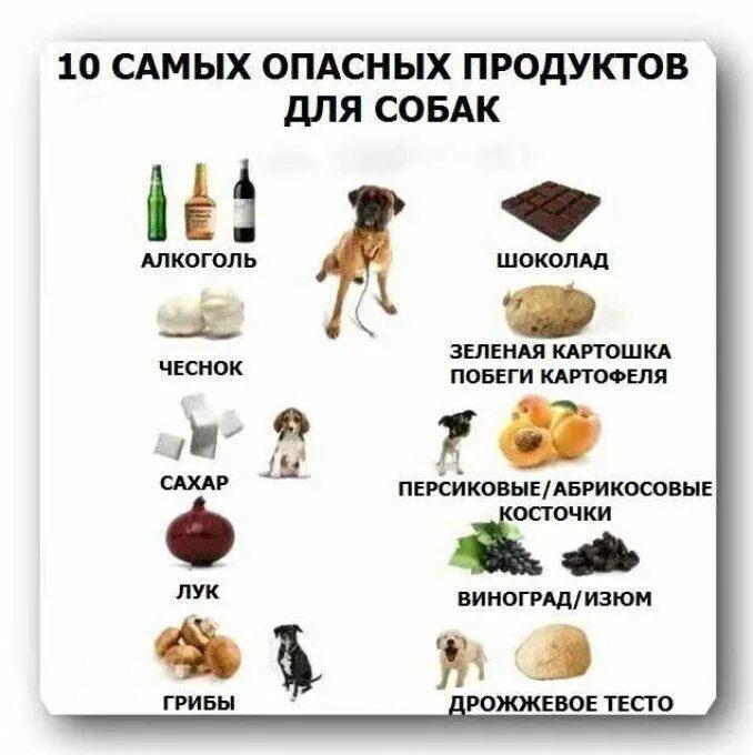 Список запрещенных продуктов для собак. Запрещенные продукты для собак список. Опасные продукты для собак. Что нельзадавать собаке. Можно ли собаке давать хлеб