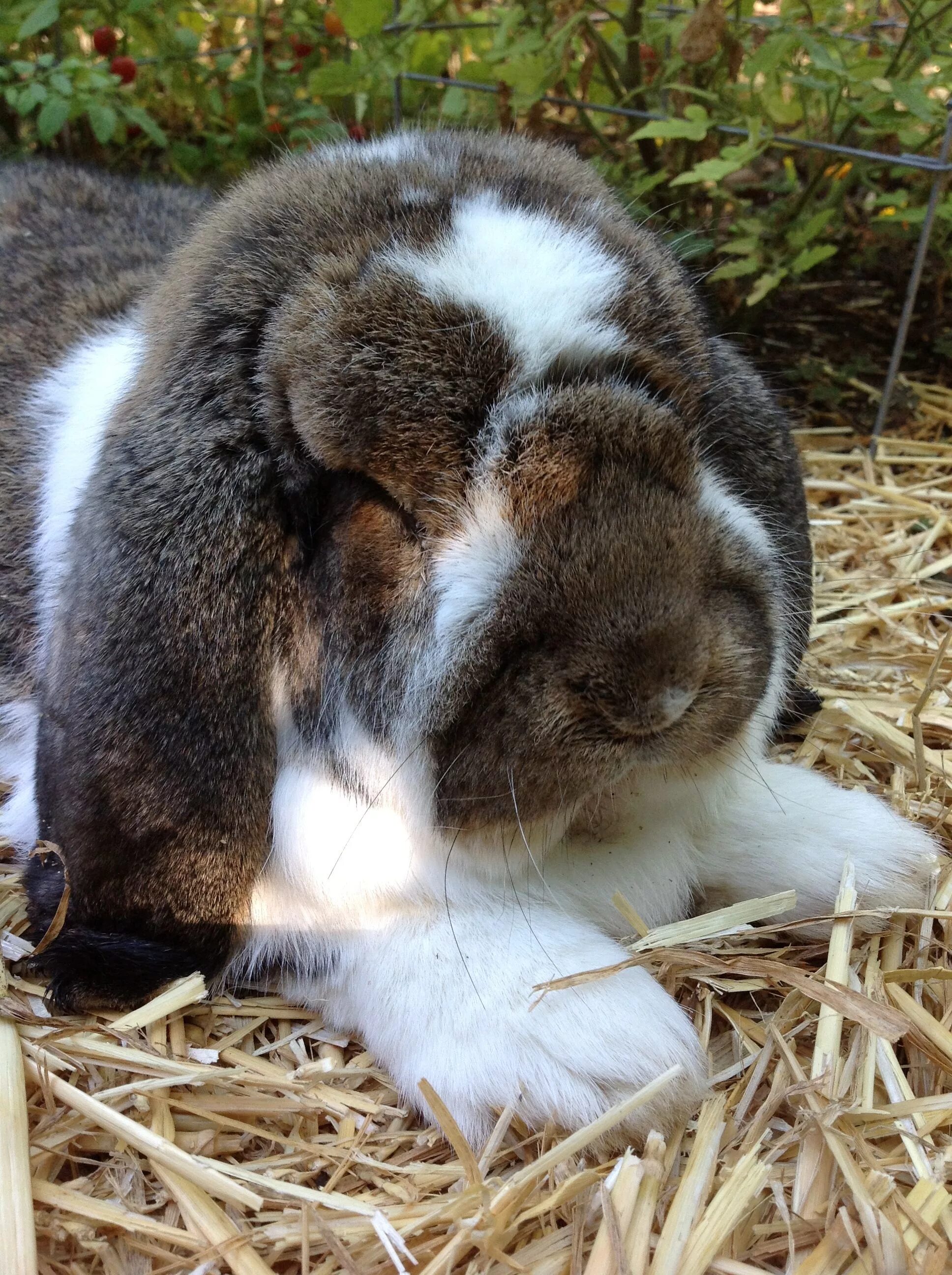 Сколько всего живут кролики. Mini lop кролик. Тюрингенский кролик. Кролики полувеликаны. Большие кролики.